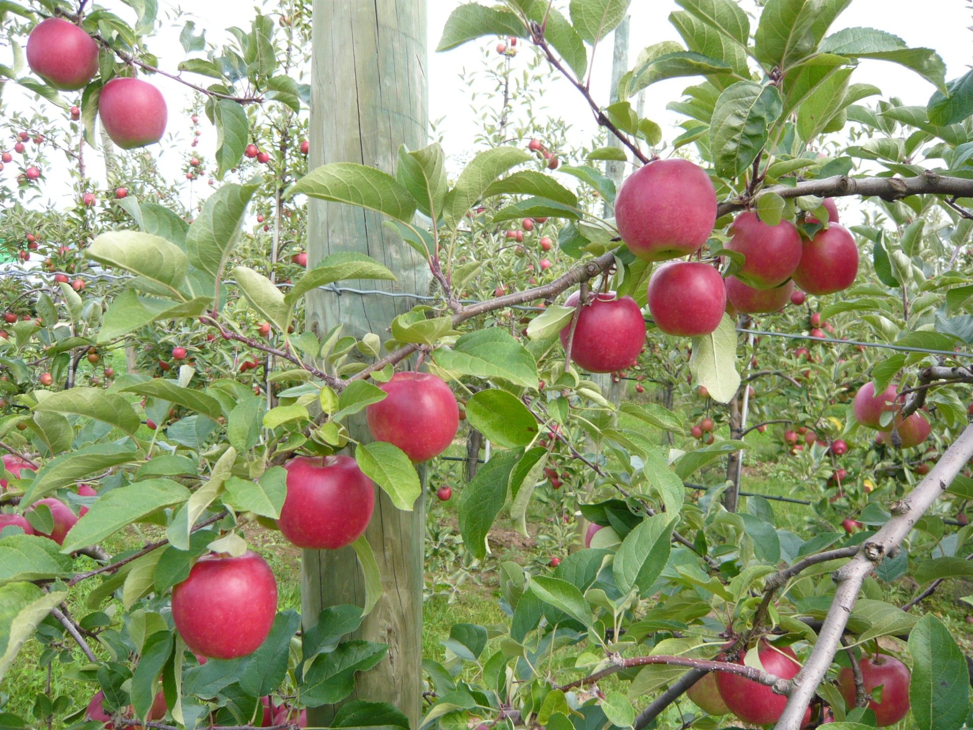 Acheter des pommes biologiques Inored Story 1kg en ligne • AlPassoFood